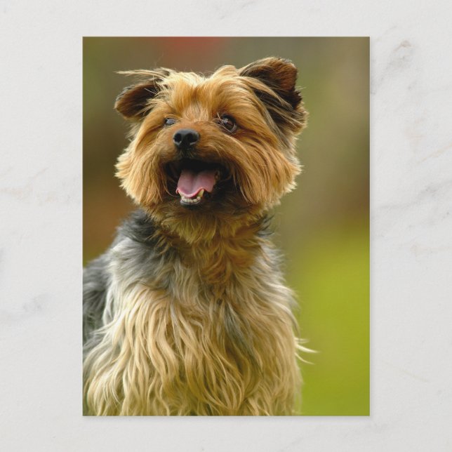 J'adore les Yorkies ! Carte postale (Devant)