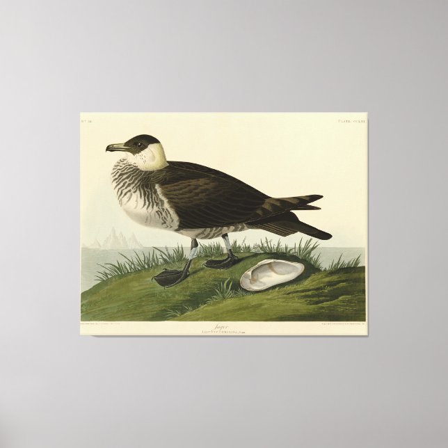 Jager (Pomarine Jaeger) Audubon's Birds of America Canvas Print (Front)