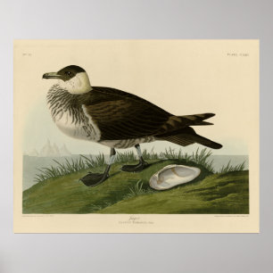 Jager (Pomarine Jaeger) Audubon's Birds of America Poster