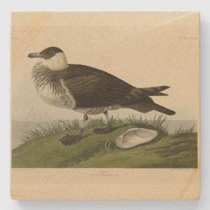 Jager (Pomarine Jaeger) Audubon's Birds of America Stone Coaster