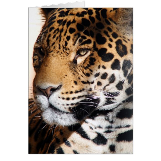Jaguar (Devant)