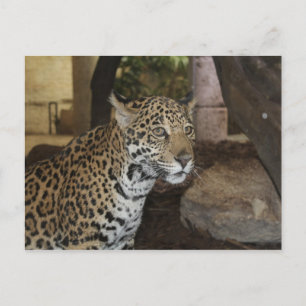 Jaguar # 11 postcard