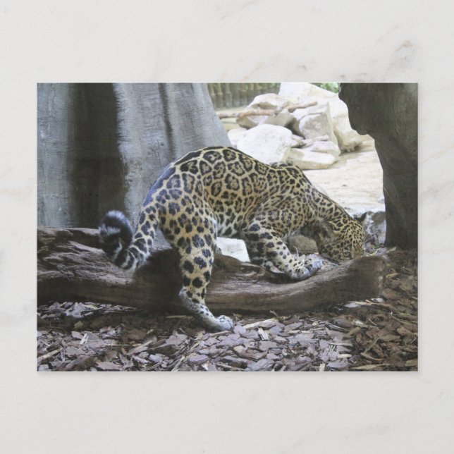 Jaguar # 18 postcard (Front)