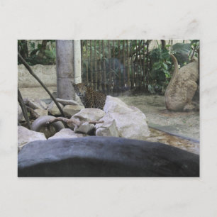 Jaguar # 35 postcard