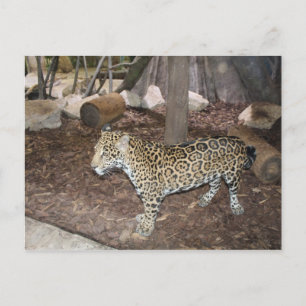 Jaguar # 3 postcard