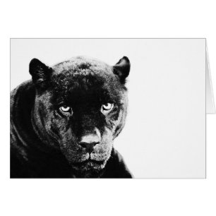 Jaguar Black Panther
