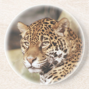 Jaguar Coaster