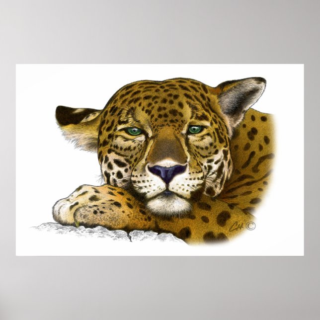 Jaguar coloured poster (Front)