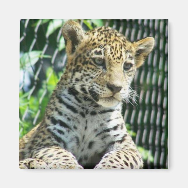 Jaguar Cub Magnet (Front)