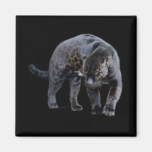 Jaguar Diablo 2 inch square magnet