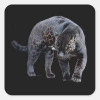 Jaguar Diablo noir petit autocollants carré