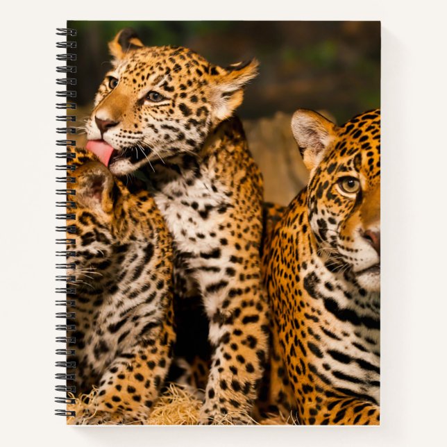 Jaguar famille Carnet spirituel (Devant)
