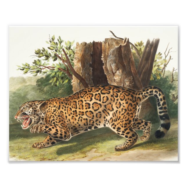 Jaguar (Felis onca) Illustration Photo Print (Front)