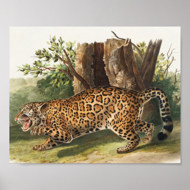 Jaguar (Felis onca) Illustration Poster (Front)