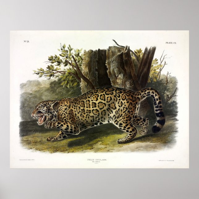 Jaguar (Felis Onca) (Panthera onca) by Audubon Poster (Front)