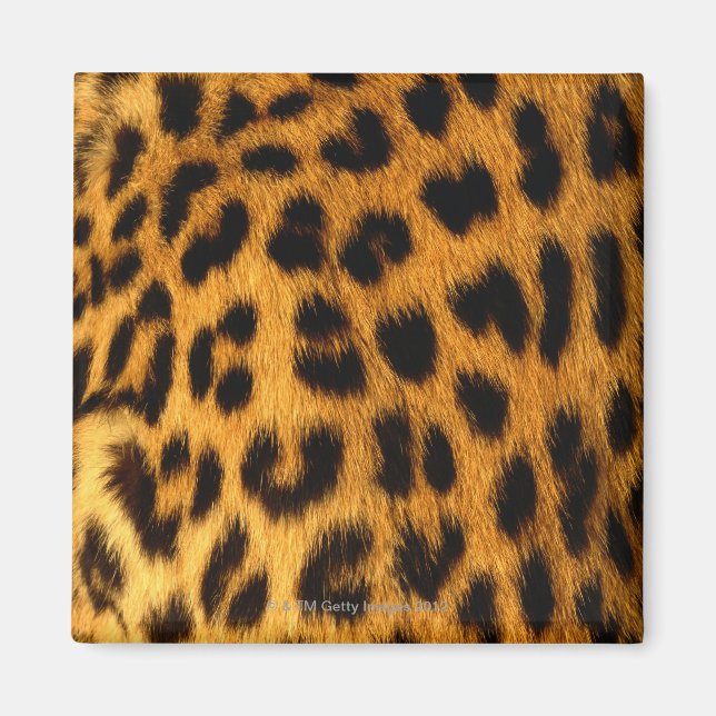Jaguar Fur Magnet (Front)