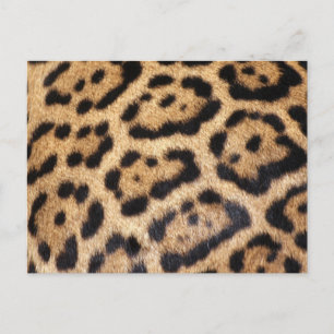 Jaguar Fur Photo Print Postcard