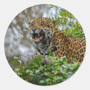 Jaguar Growl Classic Round Sticker