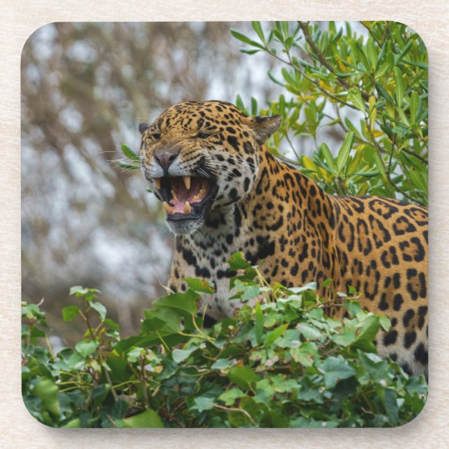 Jaguar Growl Coaster (Front)