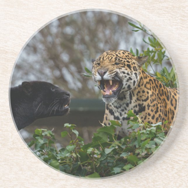 Jaguar Growl Coaster (Front)