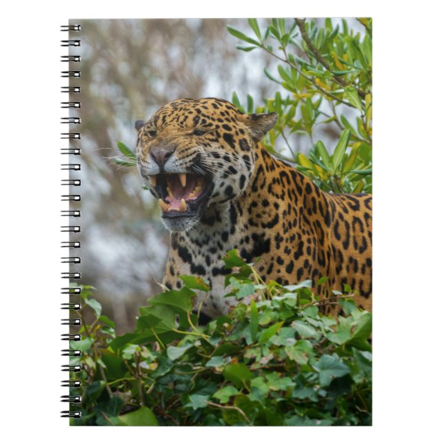 Jaguar Growl Notebook (Front)