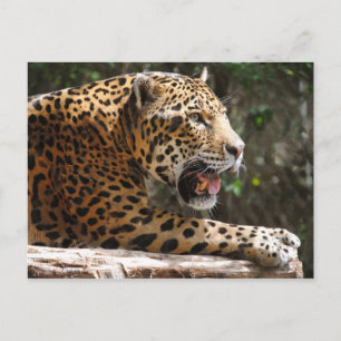 Jaguar III Postcard