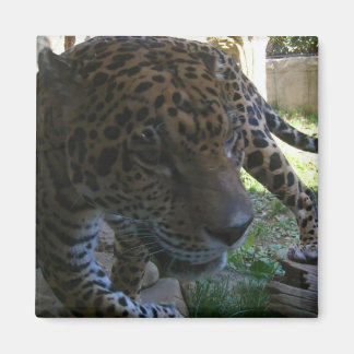 Jaguar Magnet