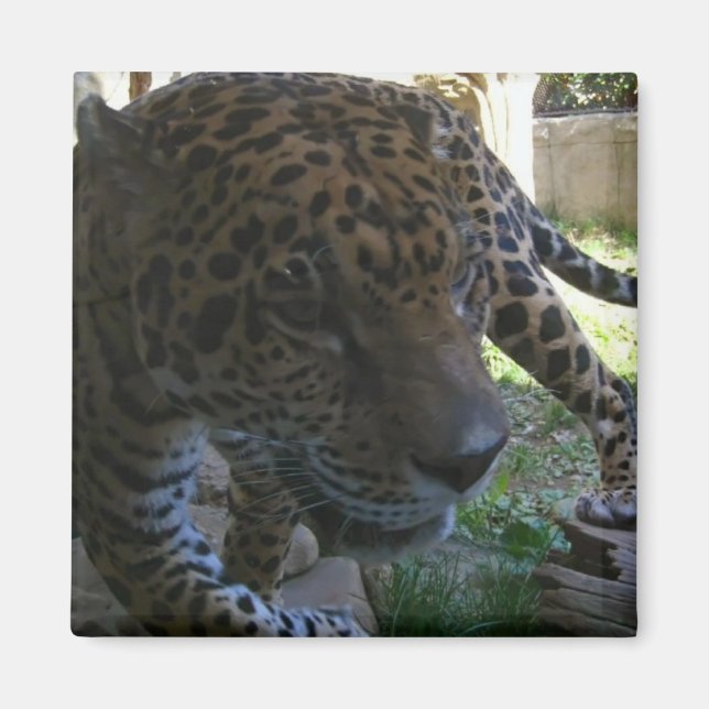 Jaguar Magnet (Front)