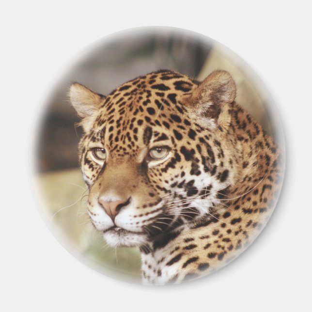 Jaguar Magnet (Devant)