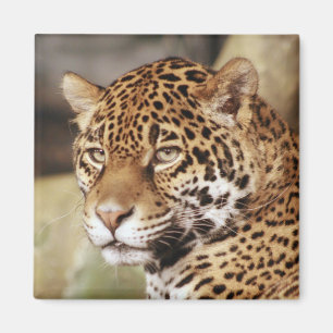 Jaguar Magnet Carré