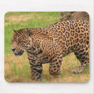 Jaguar Mouse Pad