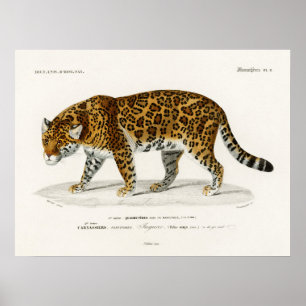 Jaguar Panthera Onca Charles D'Orbigny  Poster