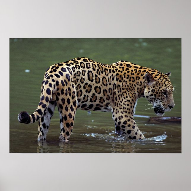 Jaguar (Panthera onca) in muddy river Poster (Front)