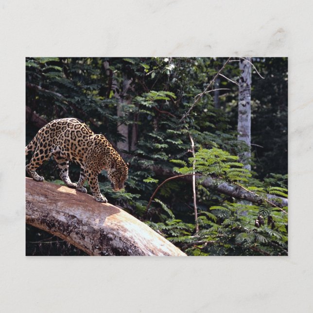 Jaguar (Panthera onca) in tree Postcard (Front)