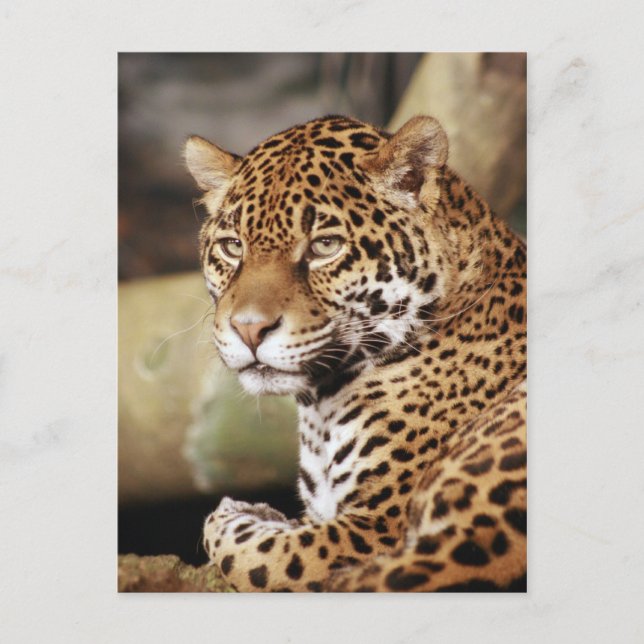 Jaguar Postcard (Front)
