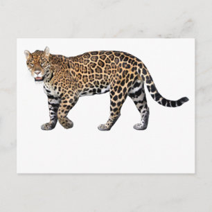 Jaguar Postcard