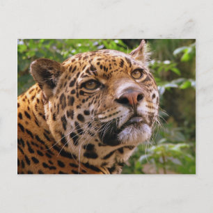 Jaguar Postcard