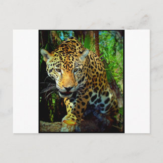 Jaguar Postcard