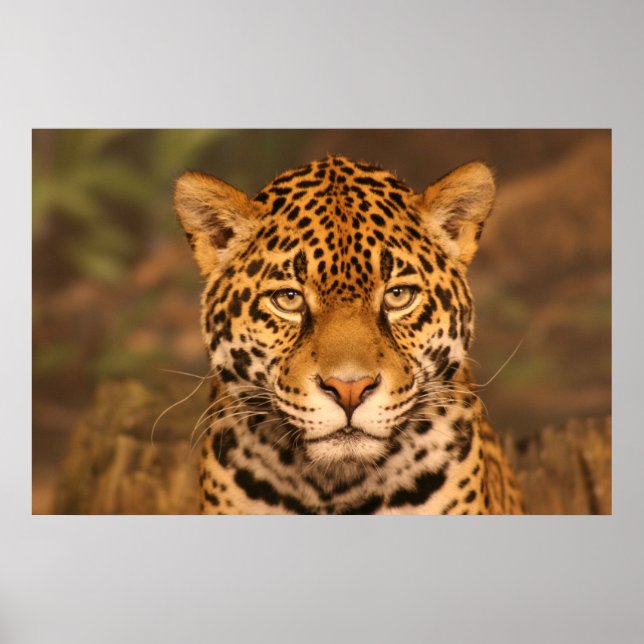 Jaguar Poster (Front)