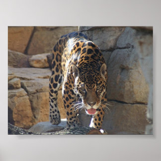 Jaguar Poster