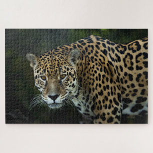 jaguar puzzle