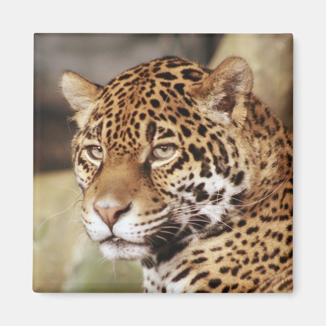 Jaguar Square Magnet (Front)