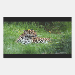 Jaguar sticker