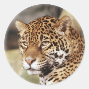 Jaguar Sticker