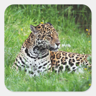 Jaguar Sticker