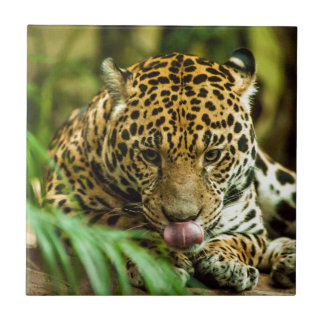 Jaguar Tile