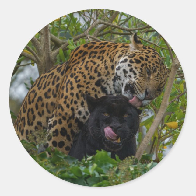 Jaguars In Love Classic Round Sticker (Front)