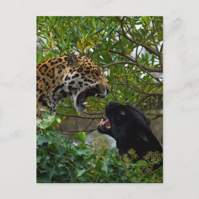Jaguars In Love Postcard (Front)