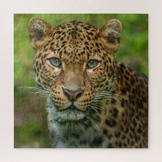 Jaguar's Intensity Jigsaw Puzzle (Vertical)