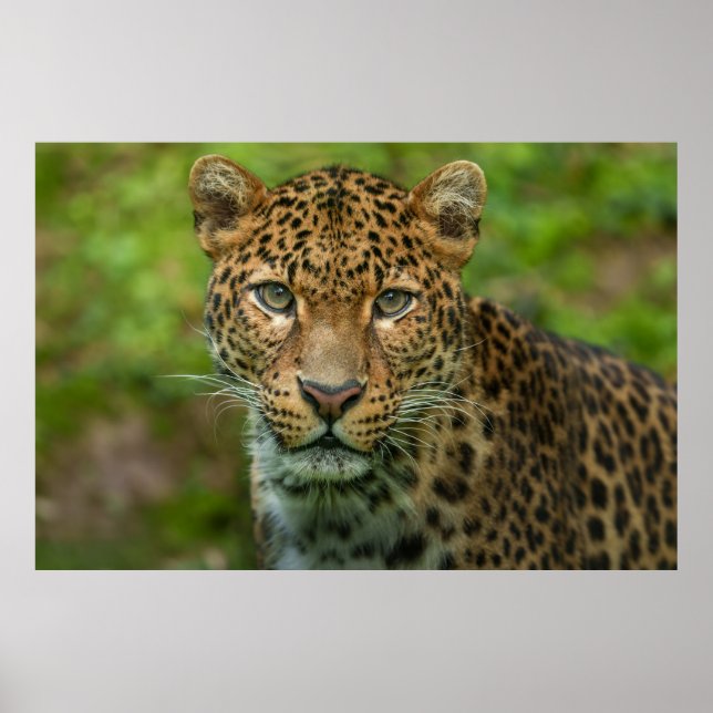 Jaguar's Intensity Poster (Front)